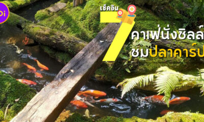เช็คอิน 7 คาเฟ่นั่งชิลล์ชมปลาคาร์ป มีมุมถ่ายรูปสวย อาหารก็อร่อย
