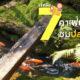 เช็คอิน 7 คาเฟ่นั่งชิลล์ชมปลาคาร์ป มีมุมถ่ายรูปสวย อาหารก็อร่อย