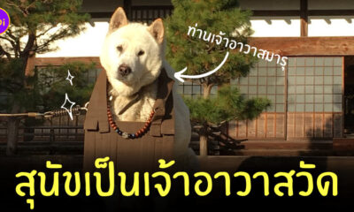 หมาเป็นเจ้าอาวาส ญี่ปุ่น
