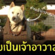 หมาเป็นเจ้าอาวาส ญี่ปุ่น