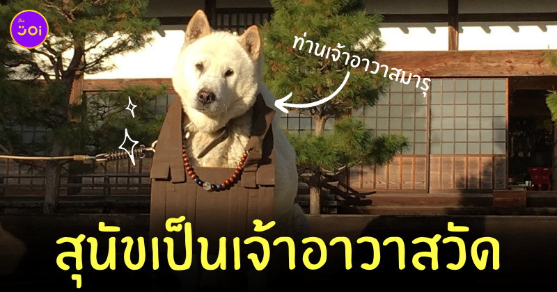 หมาเป็นเจ้าอาวาส ญี่ปุ่น