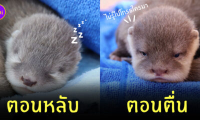 นาก ลืมตา