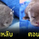 นาก ลืมตา