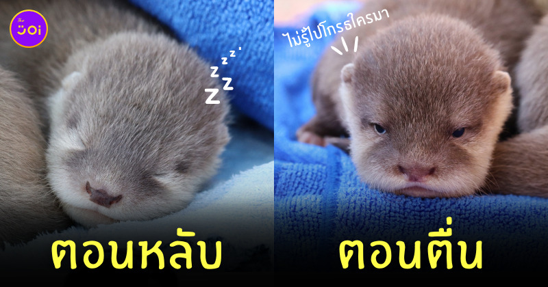 นาก ลืมตา