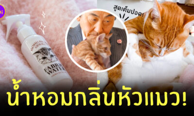 น้ำหอมกลิ่นหัวแมว