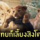 เลี้ยงสิงโตในไทย