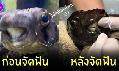 ปลา จัดฟัน