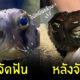 ปลา จัดฟัน