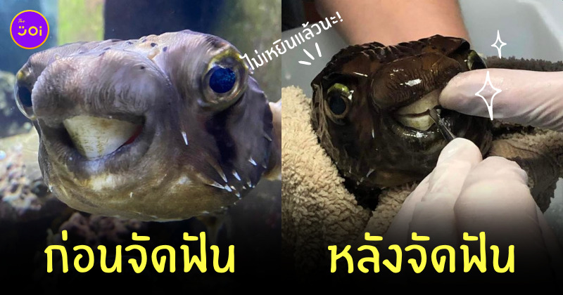 ปลา จัดฟัน