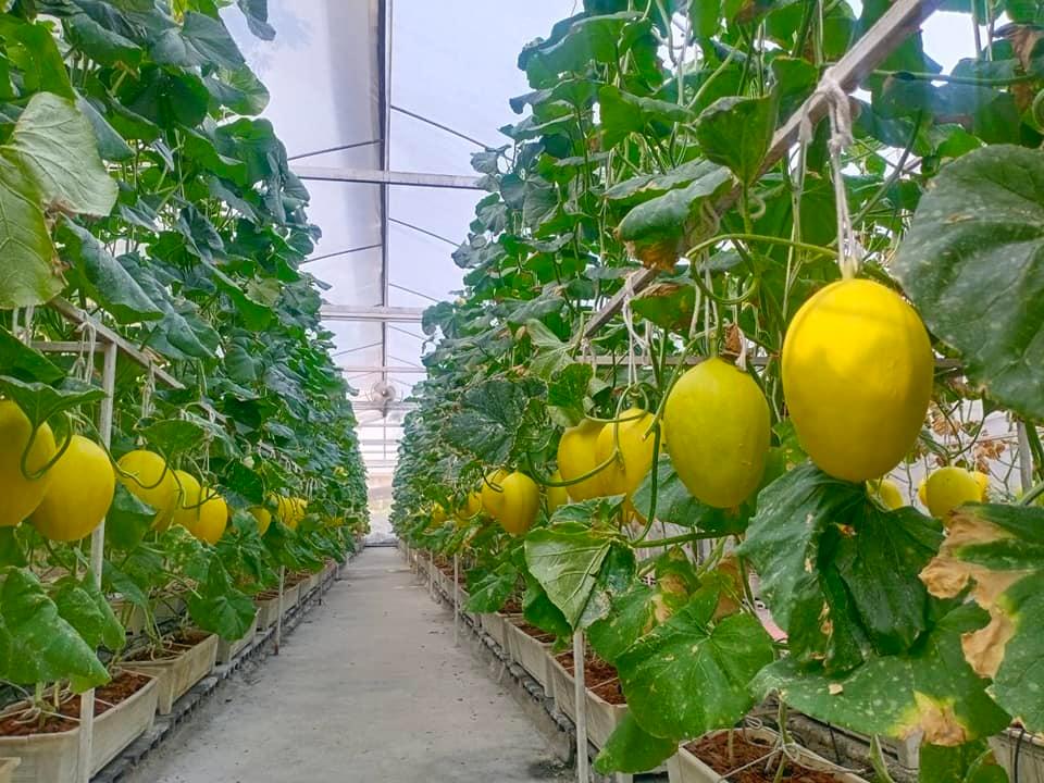 Sangtawanfarm Melon