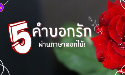 สีดอกกุหลาบ