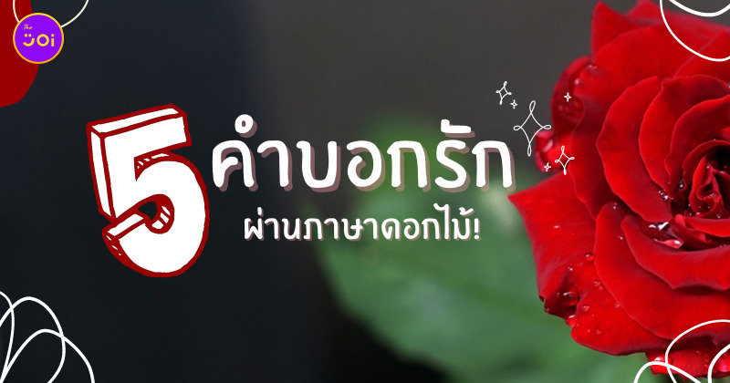 สีดอกกุหลาบ