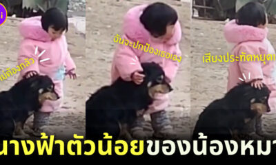 คลิปไวรัล หนูน้อยชาวจีนปลอบน้องหมากลัวเสียงประทัดสุดน่ารัก