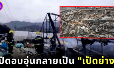 ชายจีนตั้งเตาผิงในเล้าเป็ดหวังให้ความอบอุ่น ตื่นมาช็อก! กลายเป็นเป็ดย่างยกเล้า