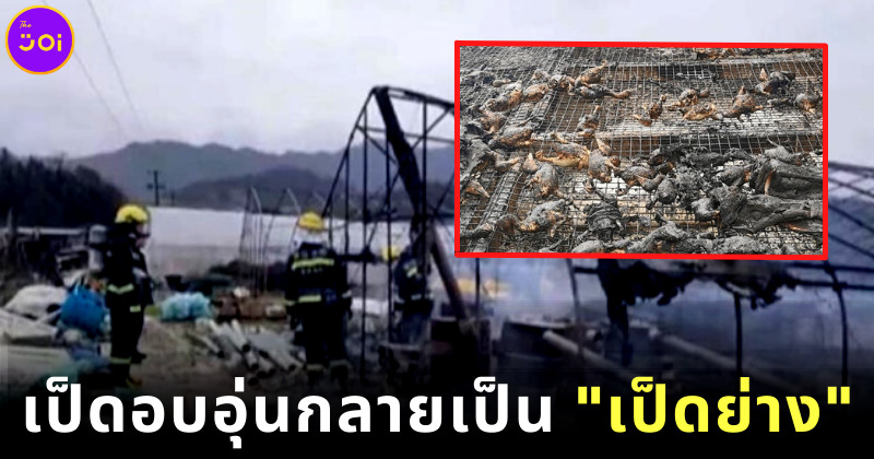 ชายจีนตั้งเตาผิงในเล้าเป็ดหวังให้ความอบอุ่น ตื่นมาช็อก! กลายเป็นเป็ดย่างยกเล้า