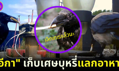สตาร์ทอัพฝรั่งเศสสอนอีกาเก็บบุหรี่แลกอาหาร 3