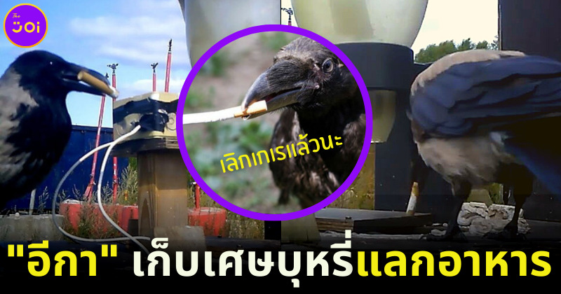 สตาร์ทอัพฝรั่งเศสสอนอีกาเก็บบุหรี่แลกอาหาร 3