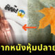 ฮอลลีวูดฮิต เซรั่มหนังหุ้มปลายอวัยวะเพสเด็กแรกเกิด ช่วยหน้าใส