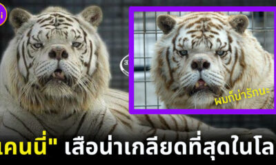 เคนนี่ เสือน่าเกลียดที่สุดในโลก เพราะน้ำมือมนุษย์