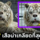 เคนนี่ เสือน่าเกลียดที่สุดในโลก เพราะน้ำมือมนุษย์