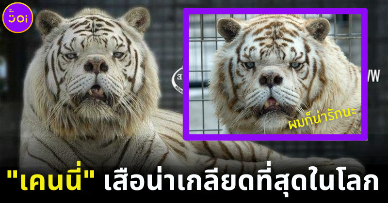 เคนนี่ เสือน่าเกลียดที่สุดในโลก เพราะน้ำมือมนุษย์