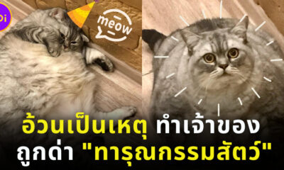 เจ้าของแมวอ้วนที่สุดในโลกถูกด่าว่าทารุณกรรมสัตว์