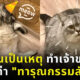 เจ้าของแมวอ้วนที่สุดในโลกถูกด่าว่าทารุณกรรมสัตว์