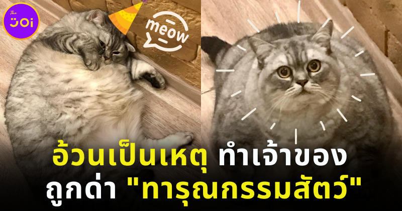 เจ้าของแมวอ้วนที่สุดในโลกถูกด่าว่าทารุณกรรมสัตว์