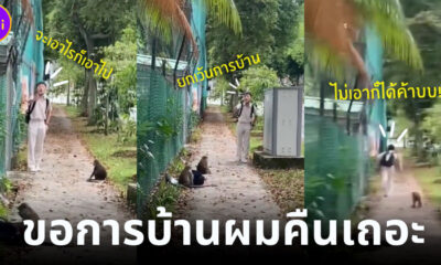 เด็กสิงคโปร์ถูกลิงชกกระเป๋า แต่ต้องเอาคืน เพราะมีการบ้านต้องส่ง