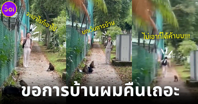 เด็กสิงคโปร์ถูกลิงชกกระเป๋า แต่ต้องเอาคืน เพราะมีการบ้านต้องส่ง