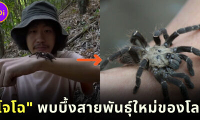 โจโฉพบบึ้งสายพันธุ์ใหม่ของโลกในไทย