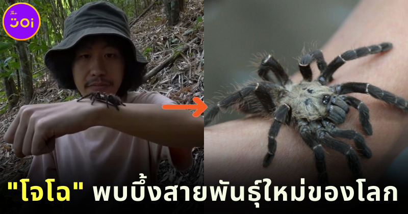 โจโฉพบบึ้งสายพันธุ์ใหม่ของโลกในไทย