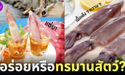 โซเชียลวิจารณ์คนฮิตกิน หมึกช็อต อร่อยหรือทรมานสัตว์