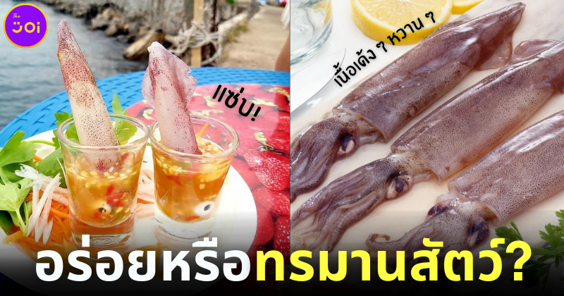 โซเชียลวิจารณ์คนฮิตกิน หมึกช็อต อร่อยหรือทรมานสัตว์