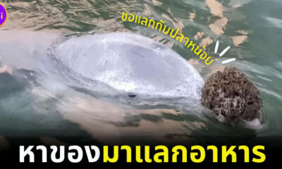 โลมาแสนรู้นำของขวัญจากทะเลมาแลกอาหารกับมนุษย์ที่ออสเตรเลีย (1)