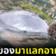โลมาแสนรู้นำของขวัญจากทะเลมาแลกอาหารกับมนุษย์ที่ออสเตรเลีย (1)