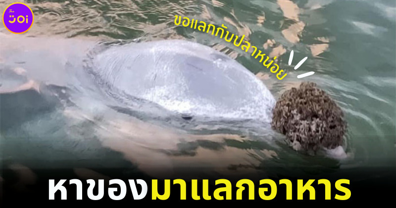 โลมาแสนรู้นำของขวัญจากทะเลมาแลกอาหารกับมนุษย์ที่ออสเตรเลีย (1)