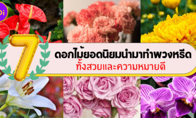 7 ดอกไม้ยอดนิยมทำพวงหรีด