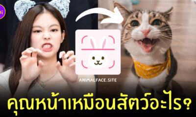 animalface.site หน้าเหมือนสัตว์อะไร