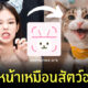 animalface.site หน้าเหมือนสัตว์อะไร