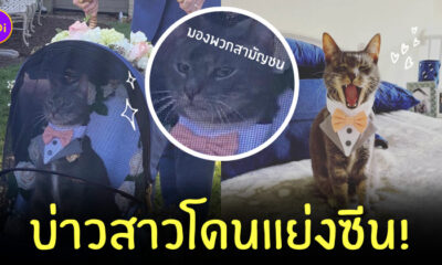 แมวร่วมงานแต่ง