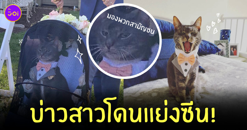 แมวร่วมงานแต่ง
