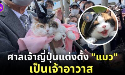 แมวเป็นเจ้าอาวาส ญี่ปุ่น