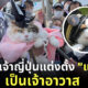 แมวเป็นเจ้าอาวาส ญี่ปุ่น