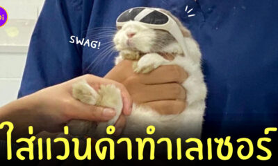 กระต่าย ใส่แว่นดำ