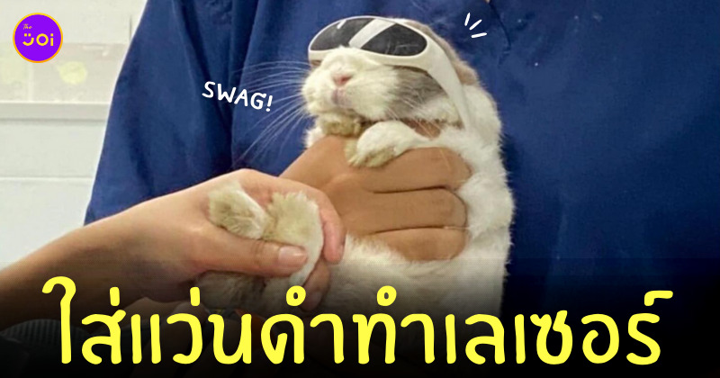 กระต่าย ใส่แว่นดำ