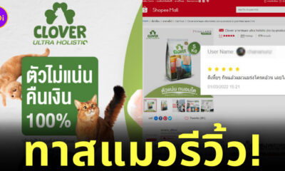 รีวิวอาหารแมว clover