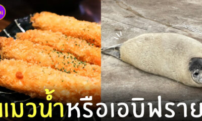 แมวน้ำลายจุด เอบิฟราย