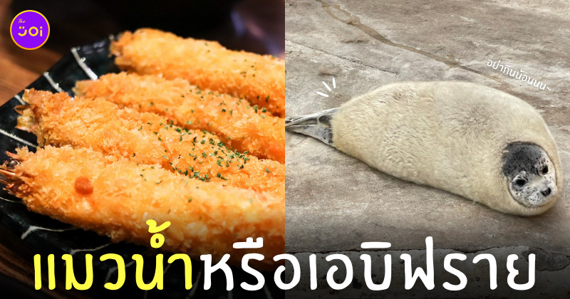 แมวน้ำลายจุด เอบิฟราย