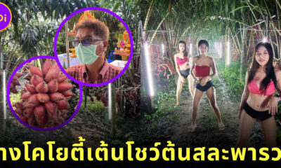 จ้างโคโยตี้เต้นโชว์ต้นสละ
